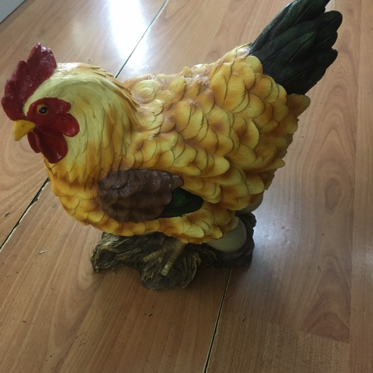 中号下蛋母鸡