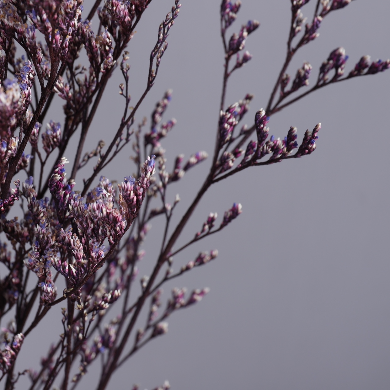 A variety of colors are available for love grass, dried flower bouquets, furniture, decorations and ornaments undefined