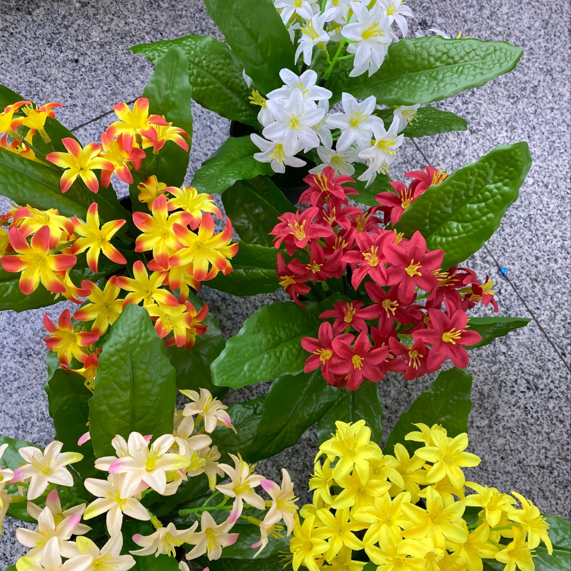 水仙花盆景
