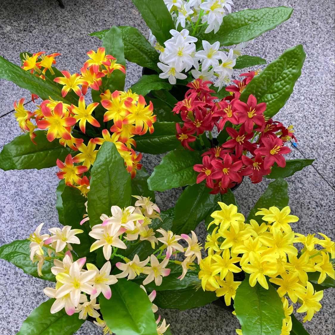 水仙花盆景产品图