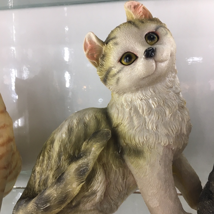 中号猫咪