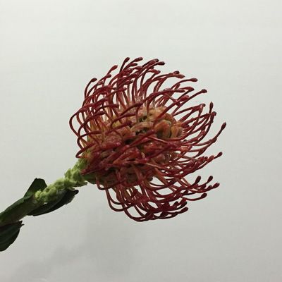 Yiwu Selection foreign trade goods simulation flower wholesale wedding home decoration decorations imitate imperial needle cushion flower full figure