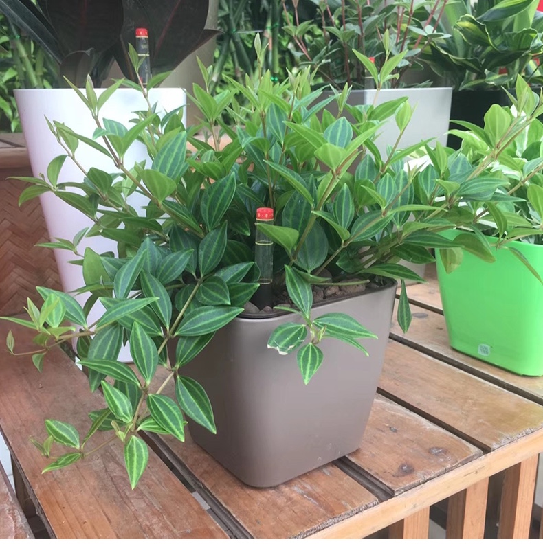 European design automatic watering flowerpot, automatic water absorption function of flowerpot