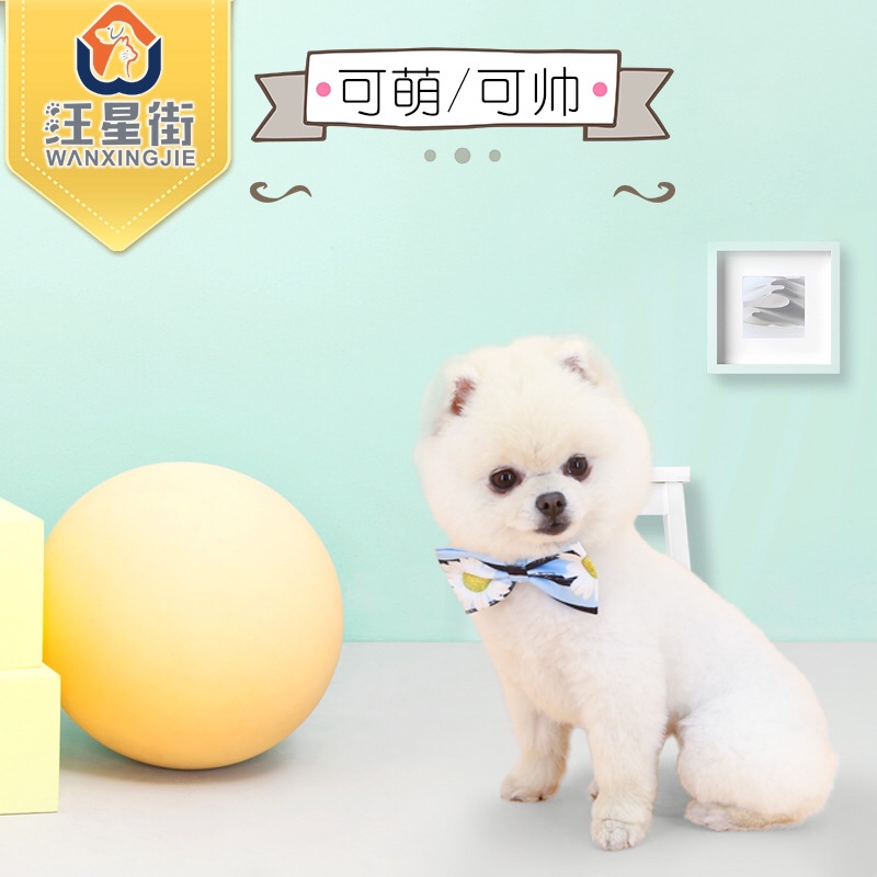 宠物领带，蝴蝶结白底实物图
