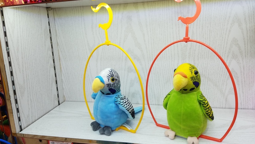 虎皮鹦鹉产品图