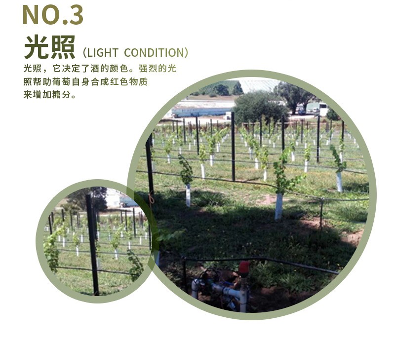 皇家慕依 赤霞珠干红葡萄酒（猎豹）187ml*24详情图6
