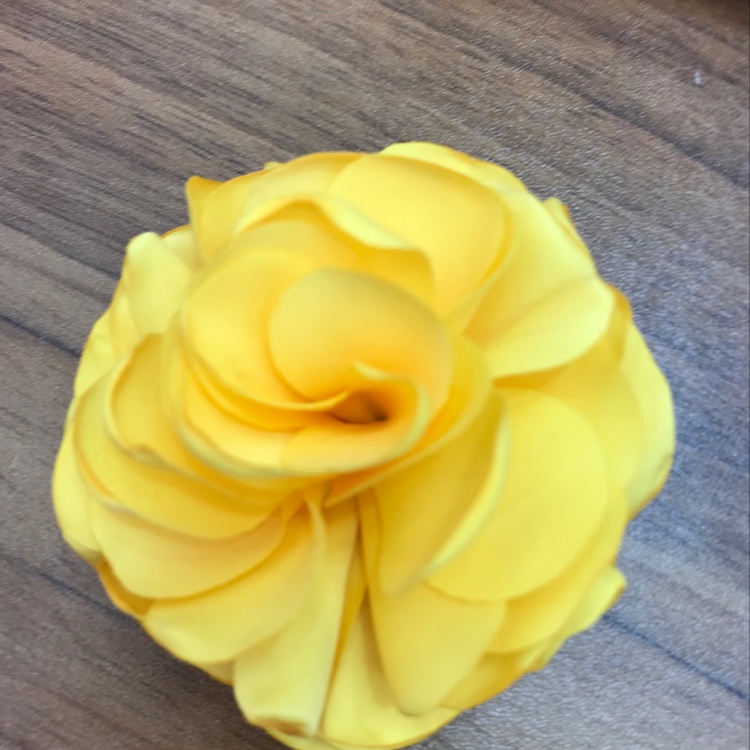 Burn edge flower b