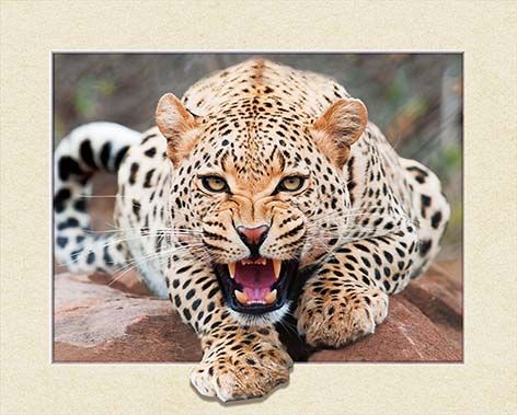 园艺铁桶/手工幼儿/跨境面包盒/菩提根/铁皮桶白底实物图