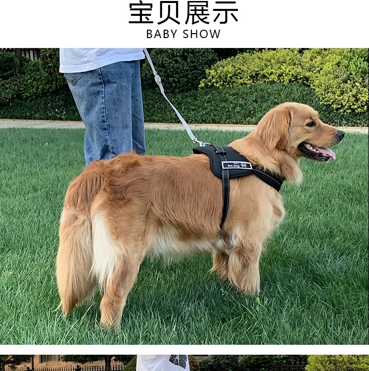 The pet dog leash with a chest and back strap is explosion-proof and does not clot the neck. It is suitable for medium and large-sized golden Retrievers and Labradors to prevent loss Item Picture