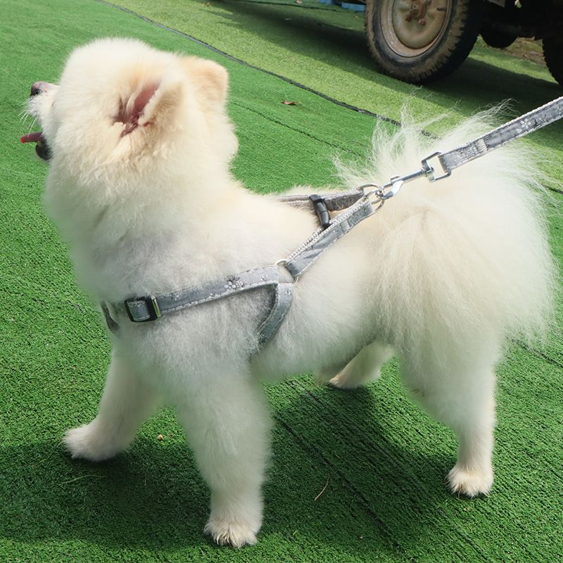 New pet leash, nylon printed chest and shoulder strap, dog leash, leash, dog chest and shoulder strap wholesale manufacturer