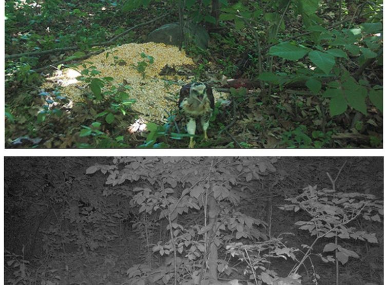 ZIYOUHU迷你版探测相机 0.7秒触发红外相机森林红外线感应摄像机详情图17