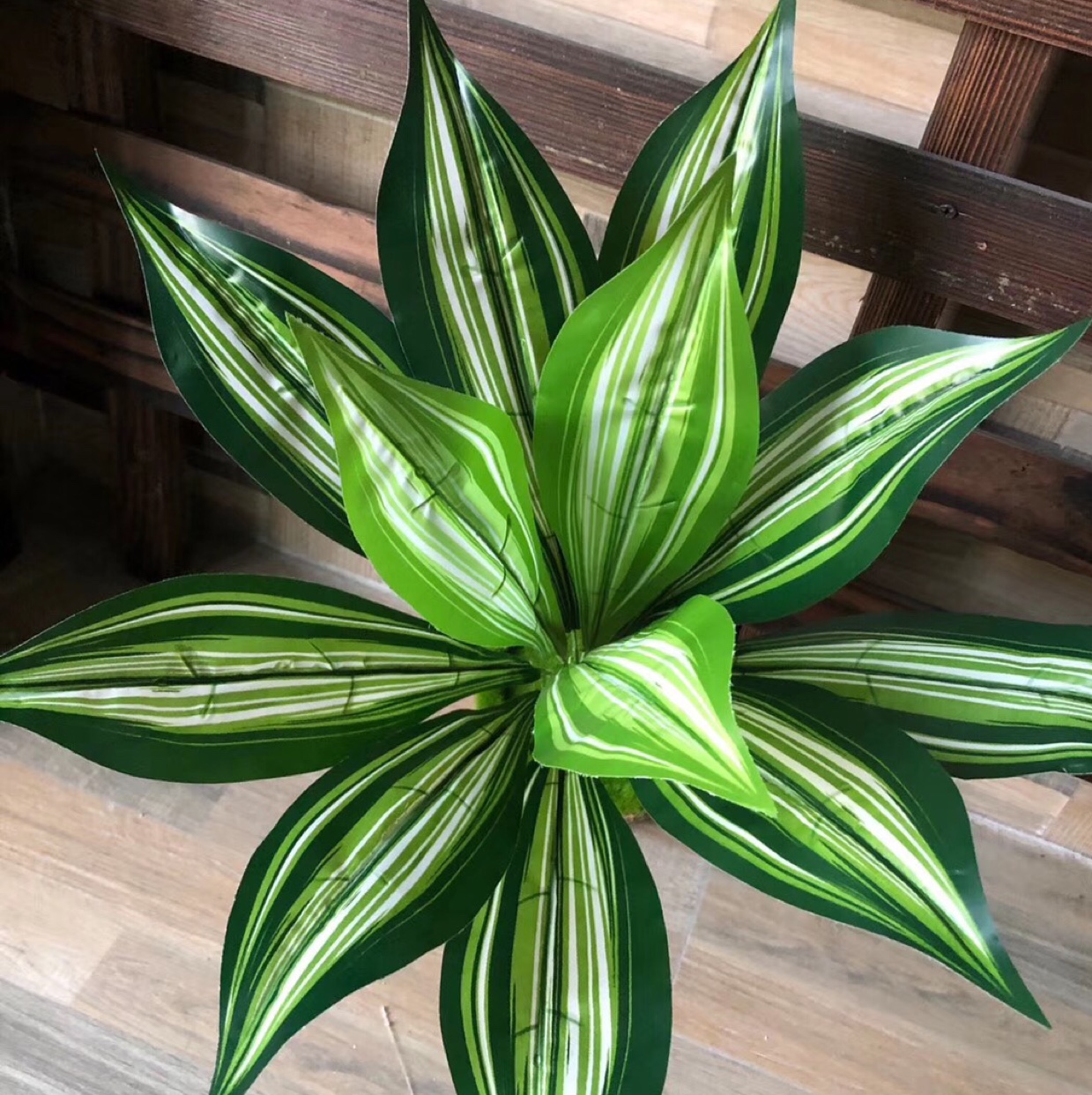 12叶胶片巴西叶