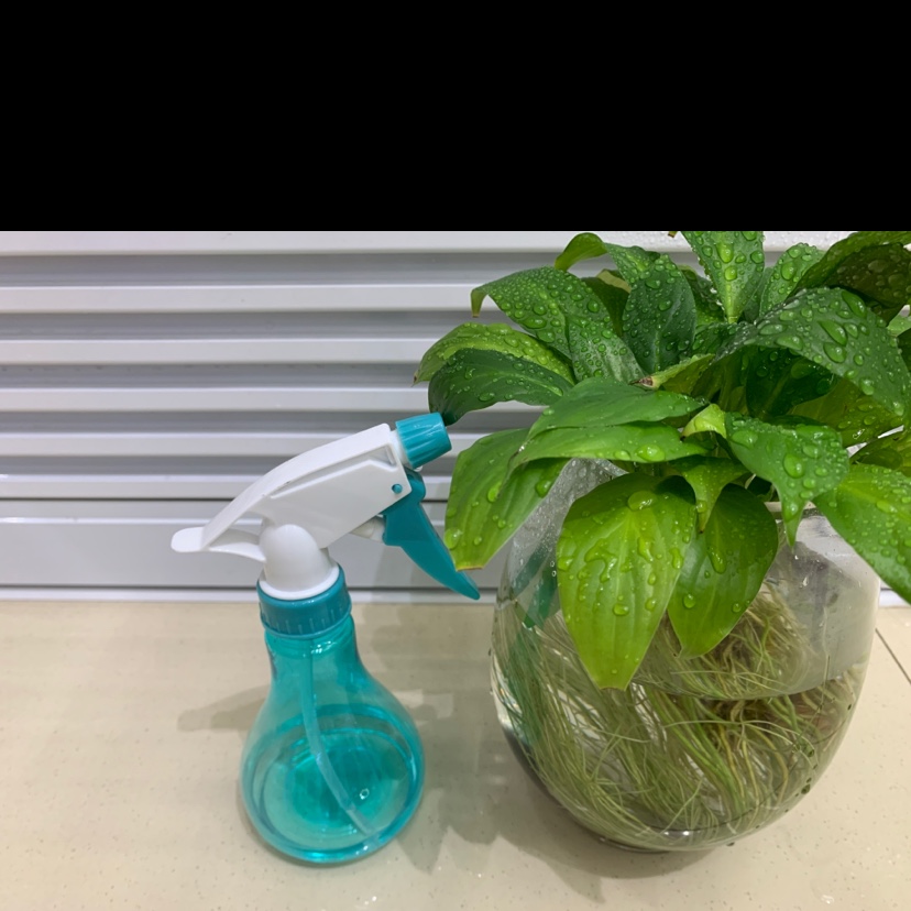 250ml园艺喷壶，彩色