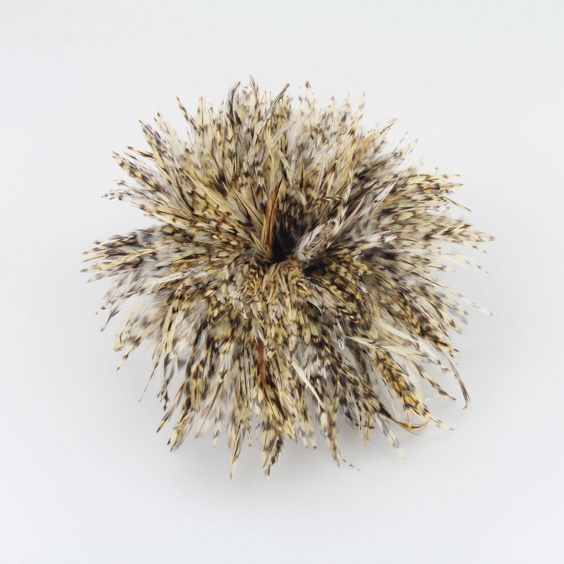 青芦花尖青芦花鸡毛花色4-6英寸图