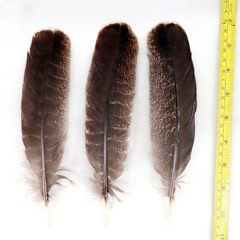 花火鸡大飘20-25cm详情图1