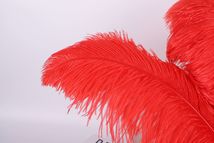 55-60cm 大杆鸵鸟毛 插花羽毛 装饰羽毛