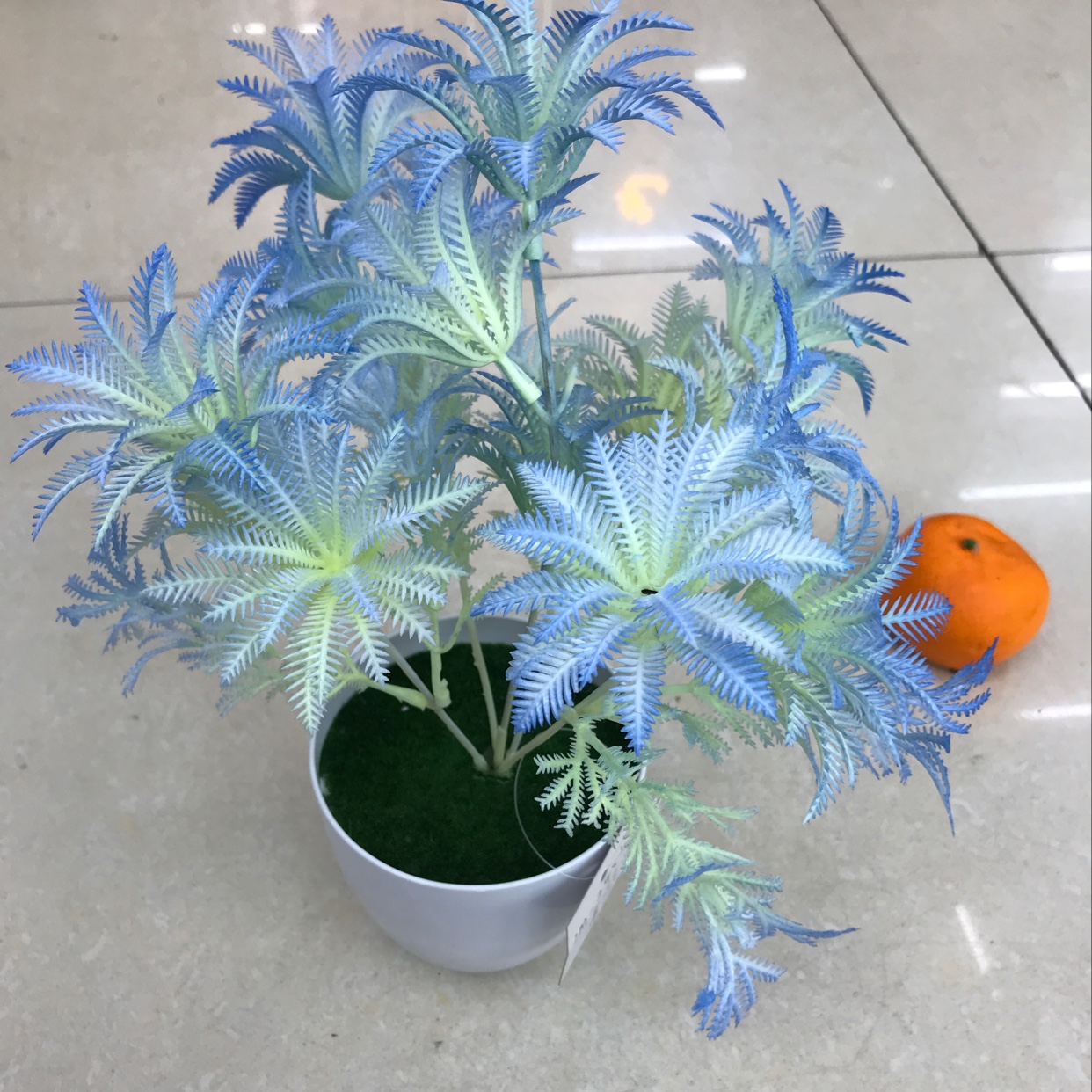 cycas thumbnail