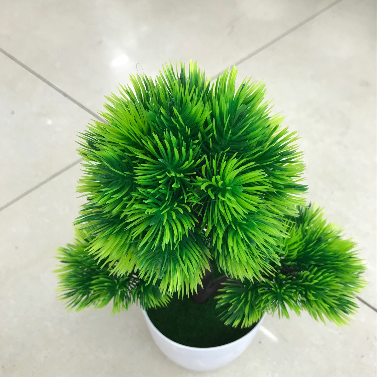 A small pine tree thumbnail