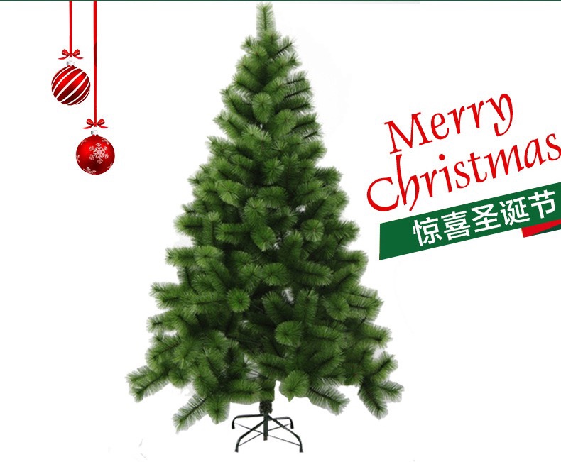 There are 120 pine needle trees 1.2 meters tall