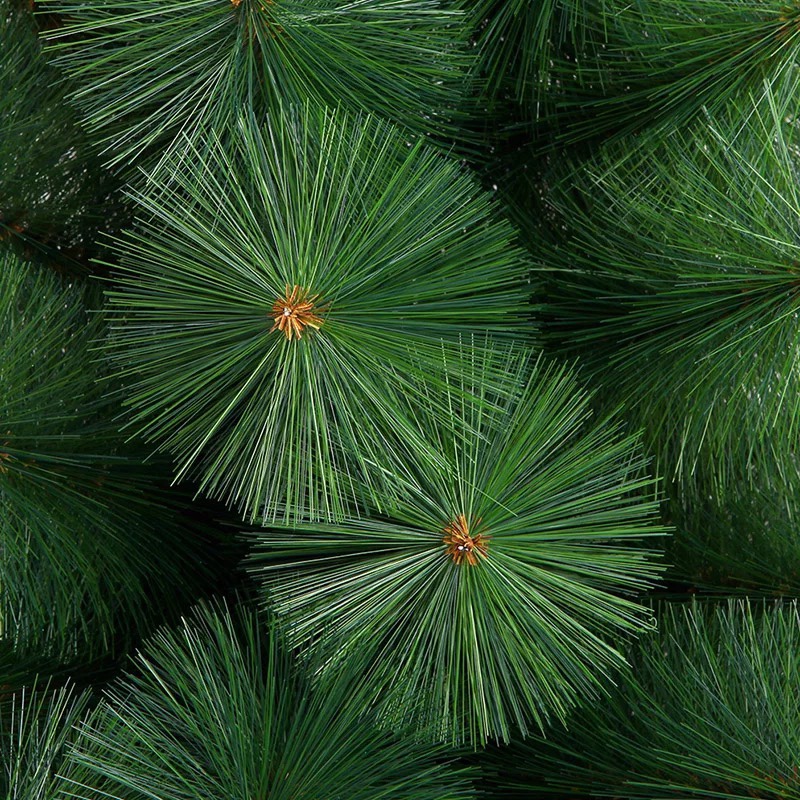 There are 120 pine needle trees 1.2 meters tall details Picture