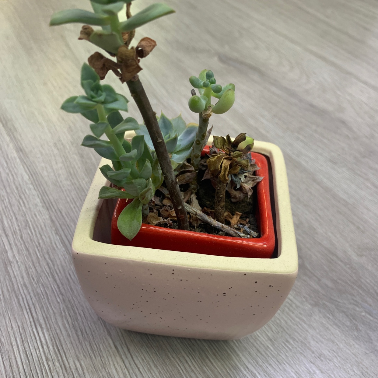 花盆