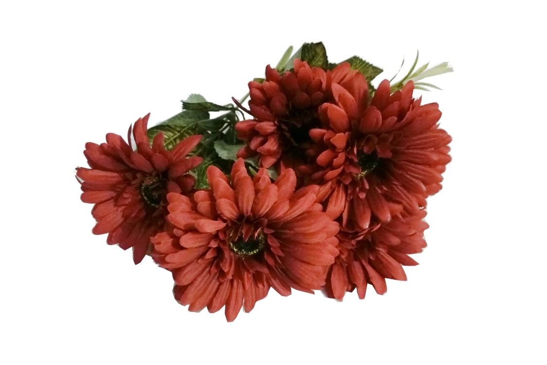 Autumn African chrysanthemum thumbnail