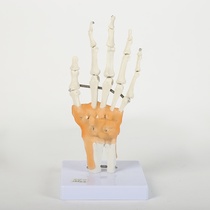 Biological teaching model of hand bone belt ligament