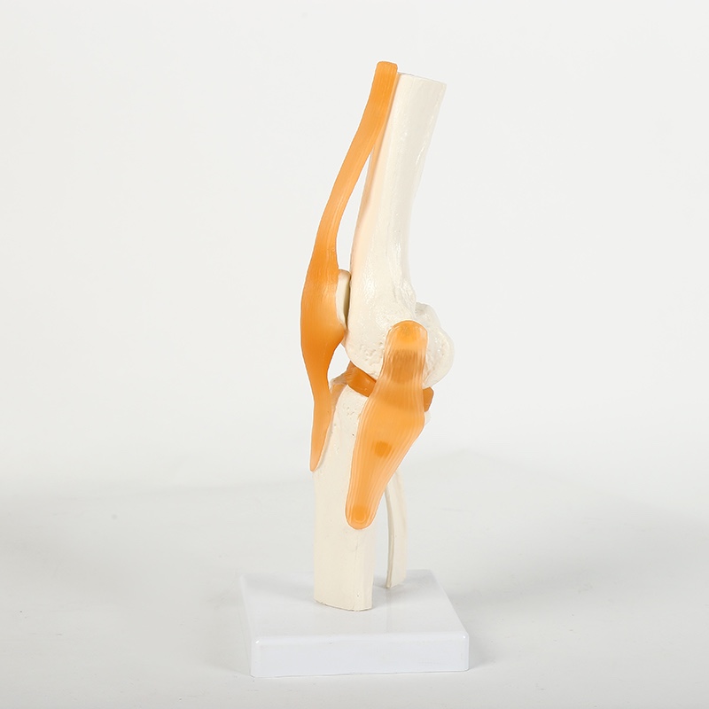 A biological teaching model of knee joint with ligaments details Picture