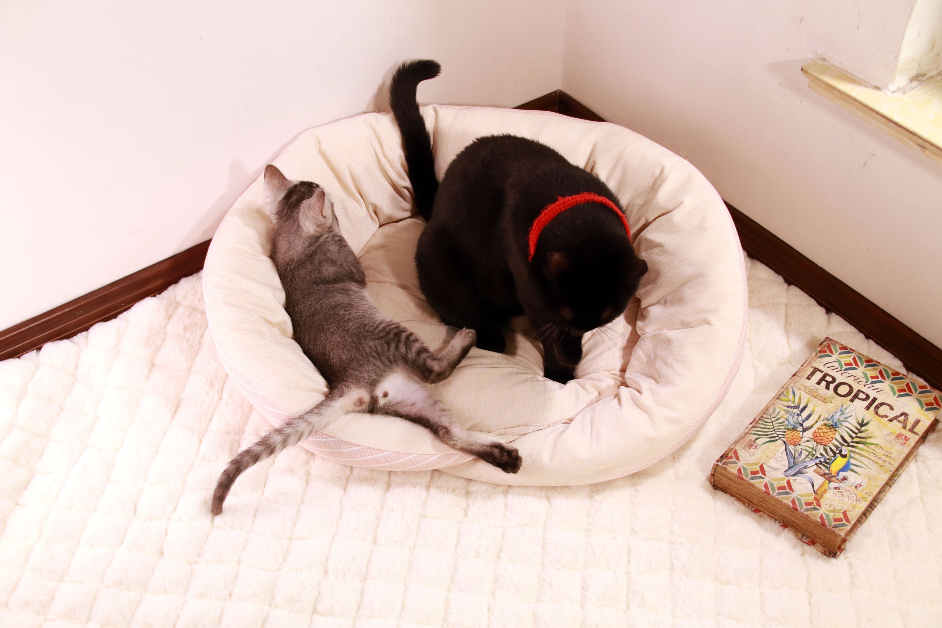 New cat mat for sleeping, pet dog bed mat, dog sleeping mat, summer cat ice mat, cooling ice thread detail image 6