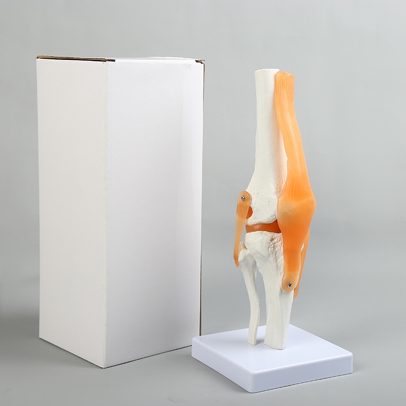 A biological teaching model of knee joint with ligaments Specification image