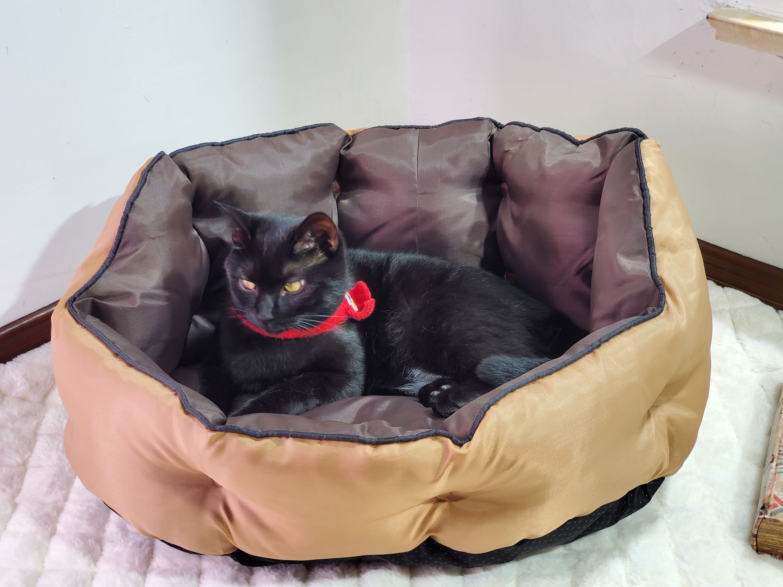 狗窝四季通用防水清凉垫子大型犬柯基法斗可拆洗狗狗床宠物用品详情图5