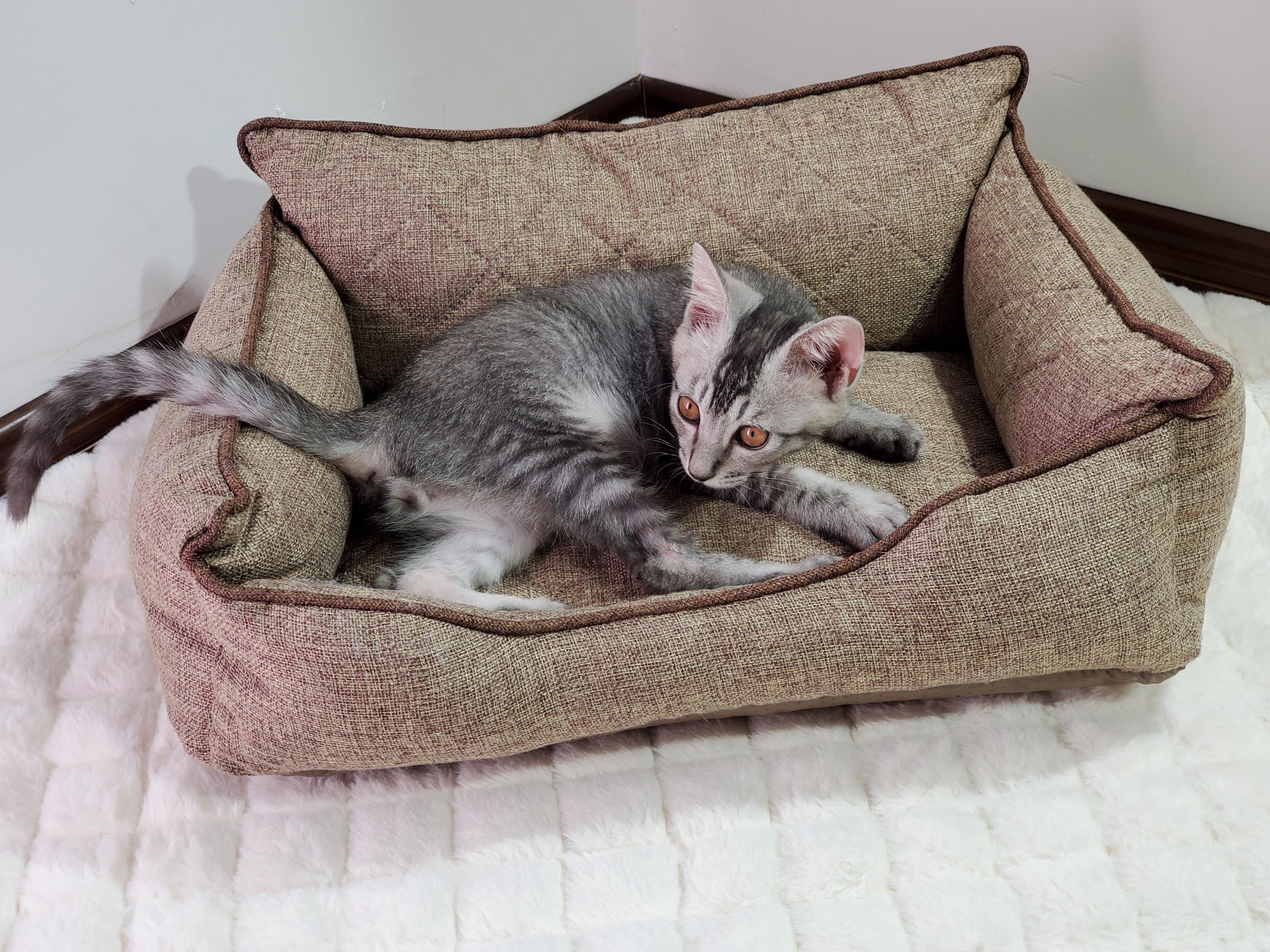 The dog bed is suitable for all seasons and can be disassembled and washed. It is suitable for Corgis, Teddy pets, Labradors, large dog and cat beds, small sizes, and does not stick to hair detail image 2