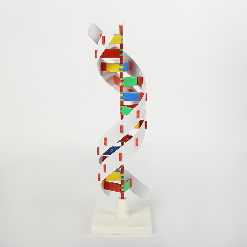 Small DNA model biology teaching model