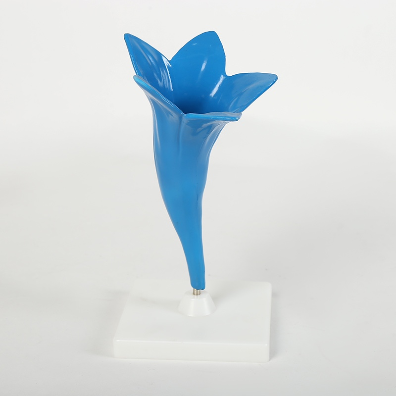 Morning glory model biology teaching model