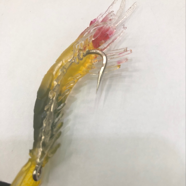 海藻类实物图