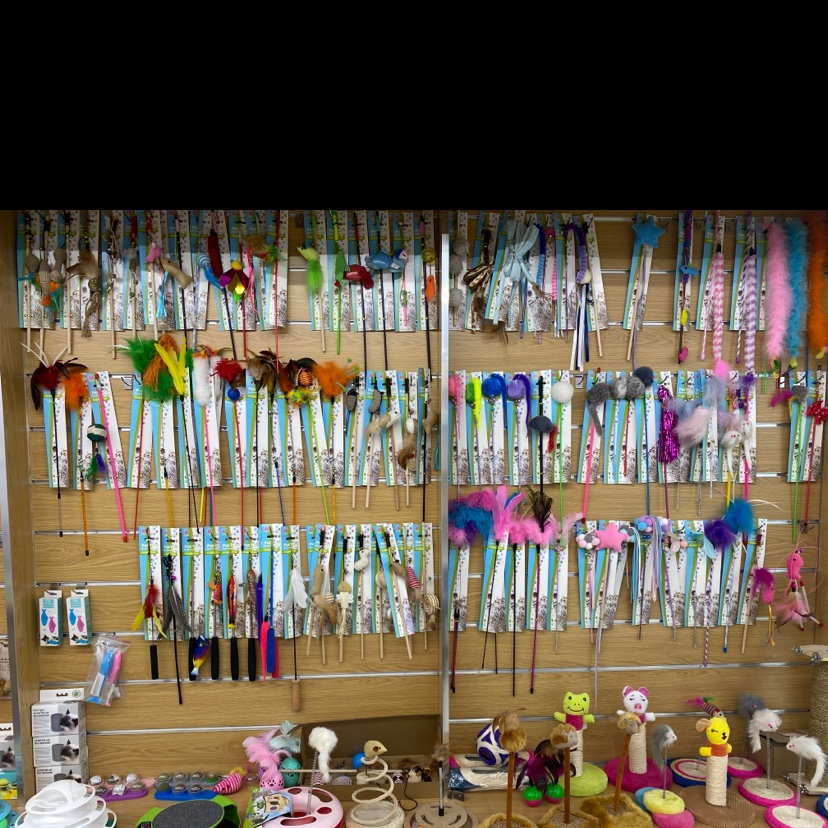 Zhisheng Pet describe pic - 3