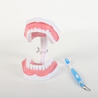 2倍大牙齿模型带牙刷