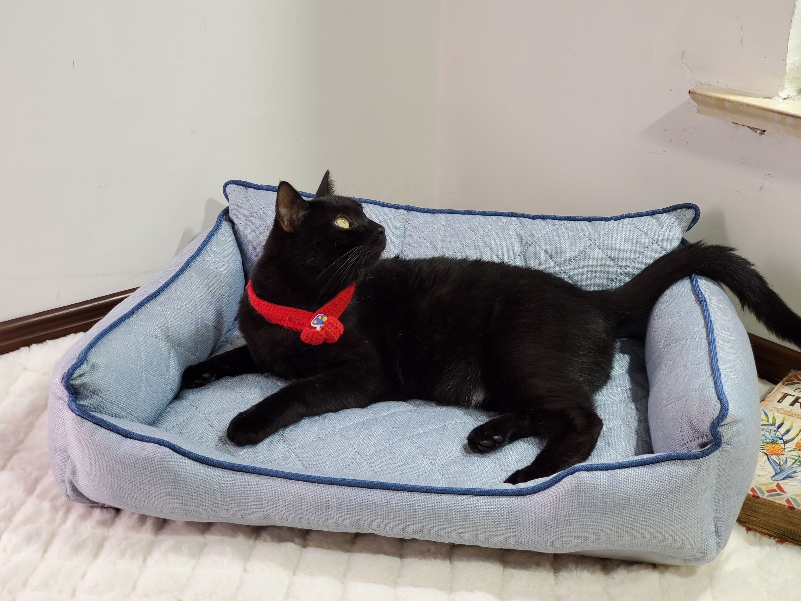 The dog bed is suitable for all seasons and can be disassembled and washed. It is suitable for Corgis, Teddy pets, Labradors, large dog and cat beds, small sizes, and does not stick to hair detail image 5