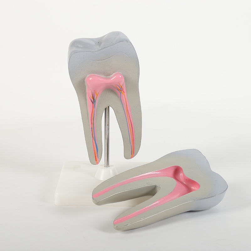 Premolar model biology teaching model details Picture