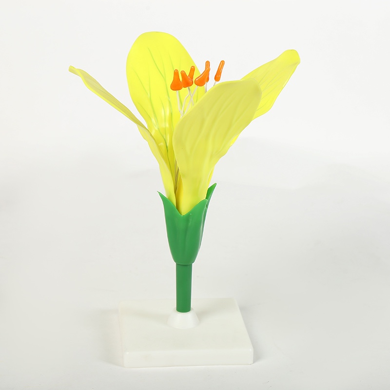 Rape flower model biology teaching model thumbnail