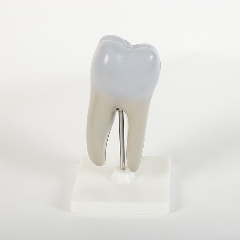 Premolar model biology teaching model