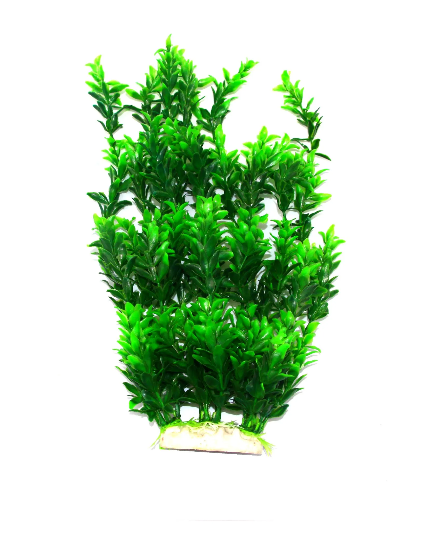 New decorative aquatic plants in 2020 detail image 1