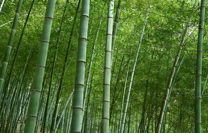 厂家直销 低价供应 竹木制隔热垫 锅垫 餐垫详情图10