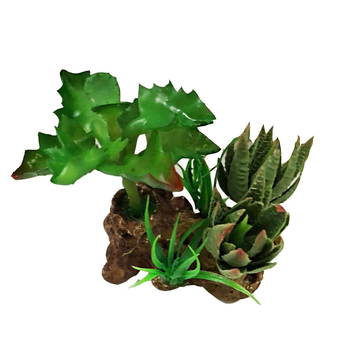 贝壳多肉水草详情图1