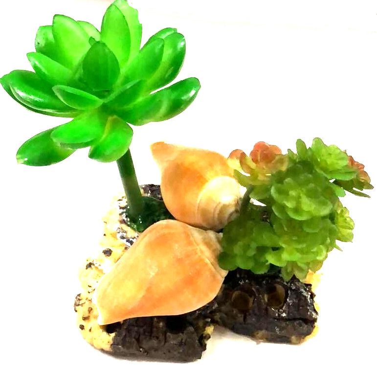 贝壳多肉水草