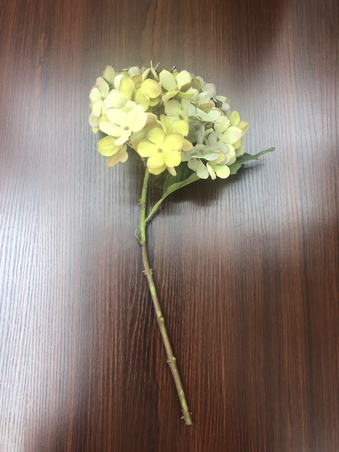 هايدرا