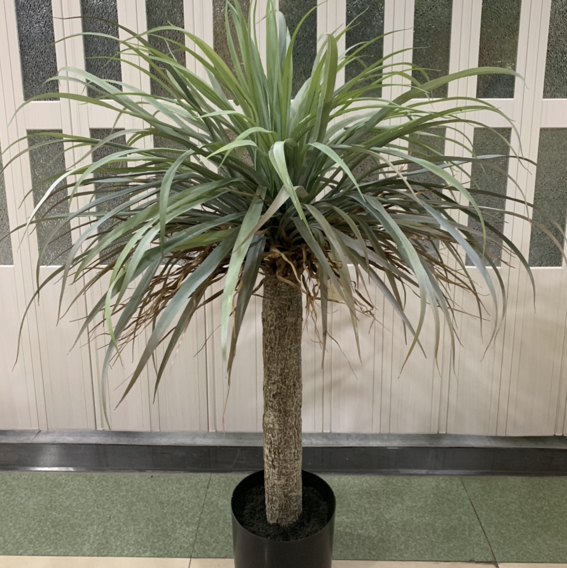 Simulation plant green plant potted home displays the ground green plant tropical yucca tree thumbnail