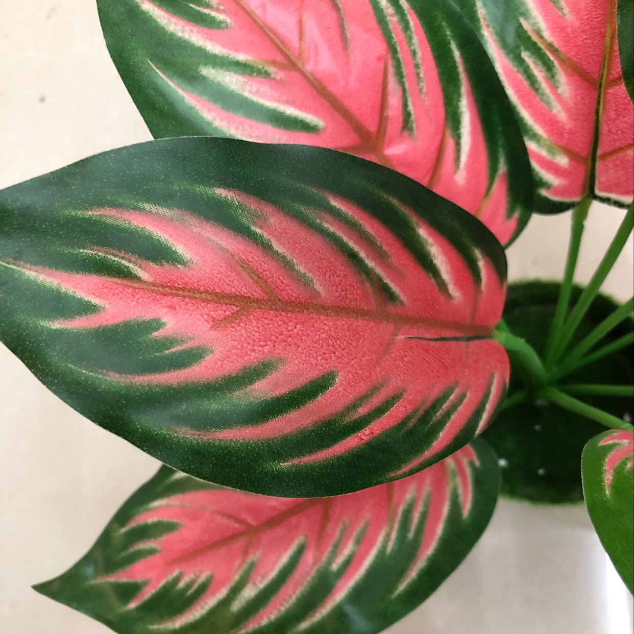 Nine red-edged long leaves Application Scenario