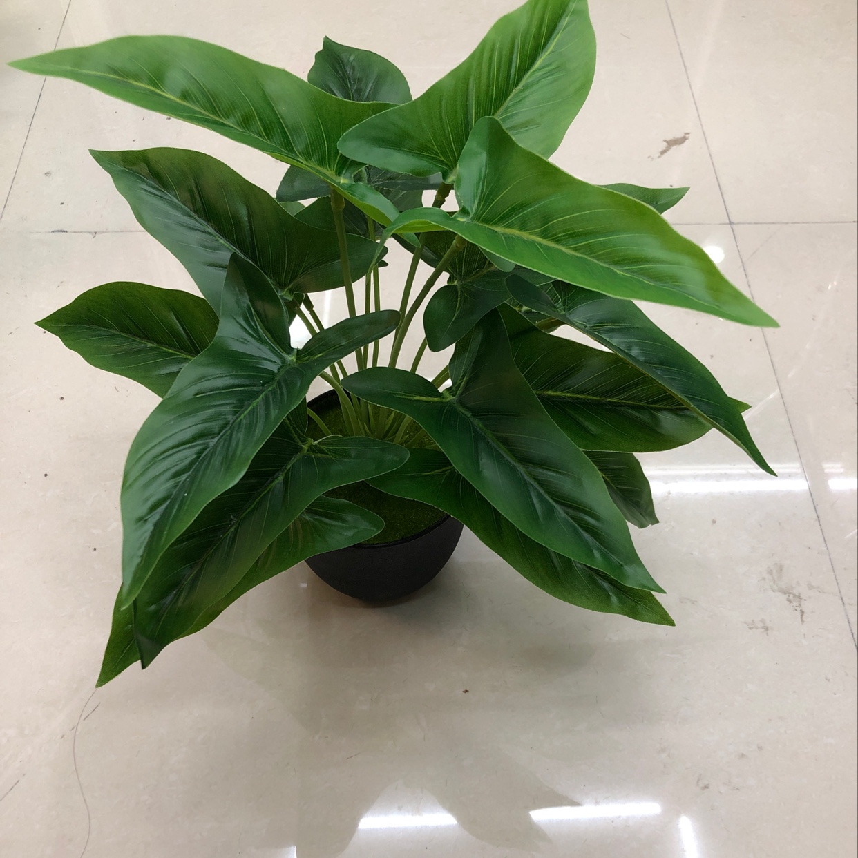 It has 18 long leaves