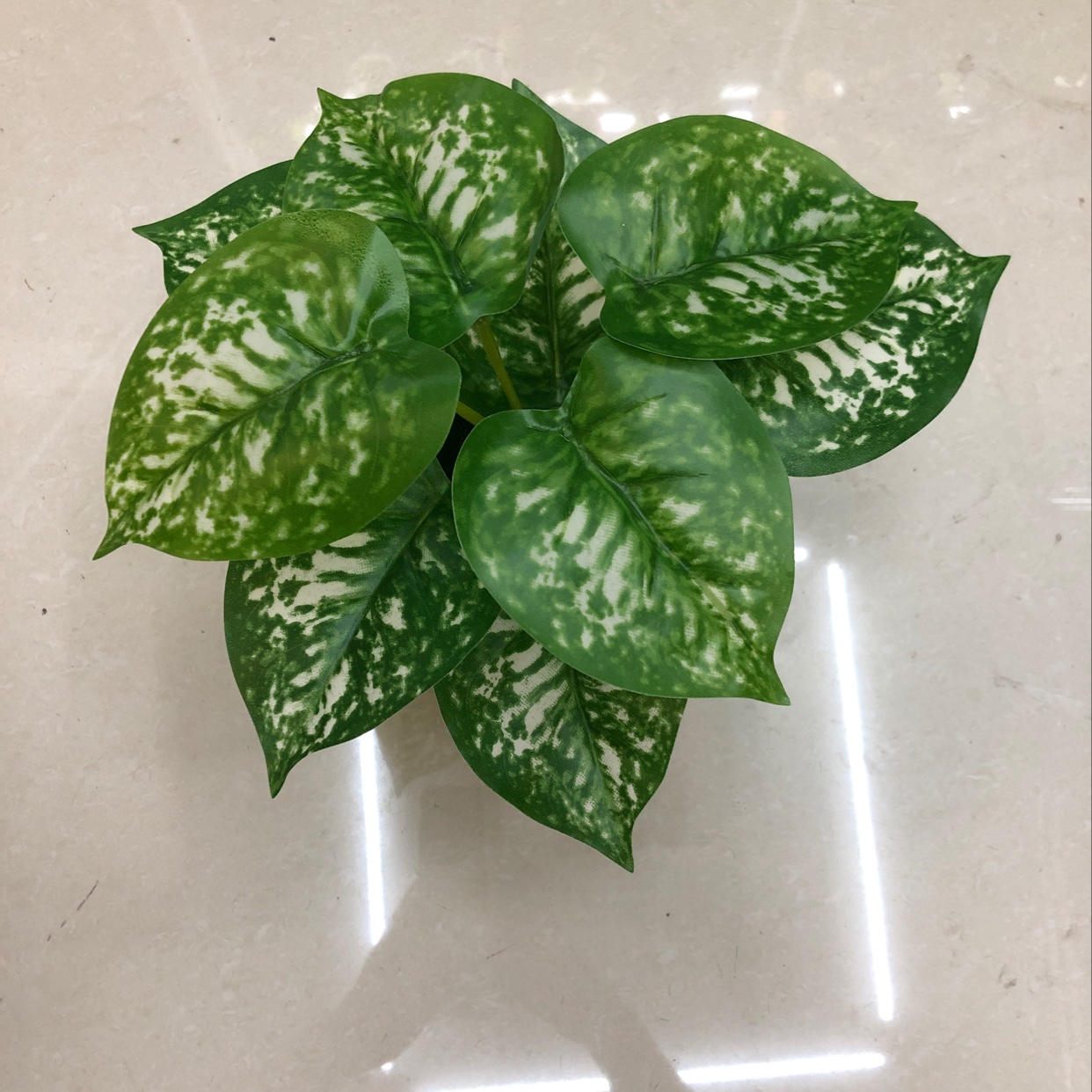 Nine white evergreen plants details Picture